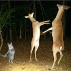 Meet your Posher, Geena